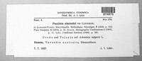 Puccinia absinthii image